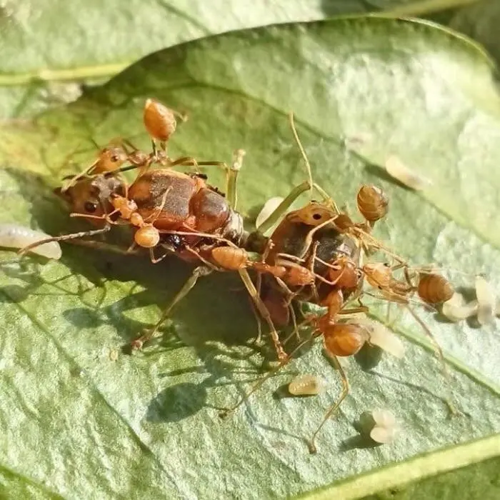 Oecophylla smaragdina — green weaver ant — 1 queen and 6–20 workers