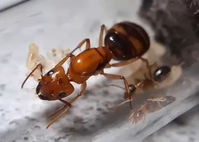Camponotus maculatus subnudus — плямиста мураха-деревоточець