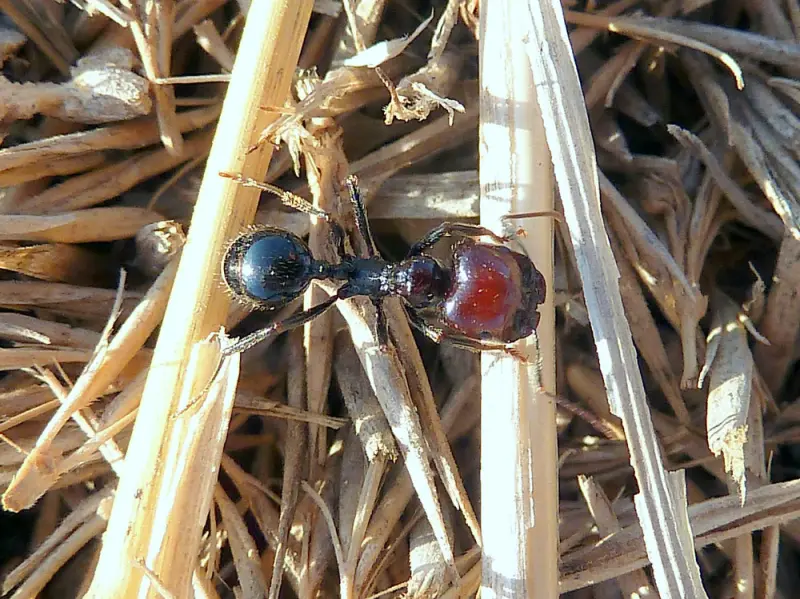 Messor barbarus harvester ants with red-burgundy head coloration — 1 queen and 11–20 workers, rare morph