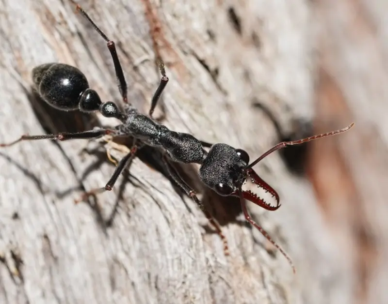 Myrmecia pyriformis — pear-shaped bulldog ant