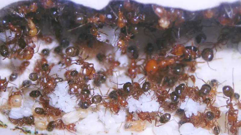 Messor aegyptiacus — Egyptian harvester ant — 1 queen