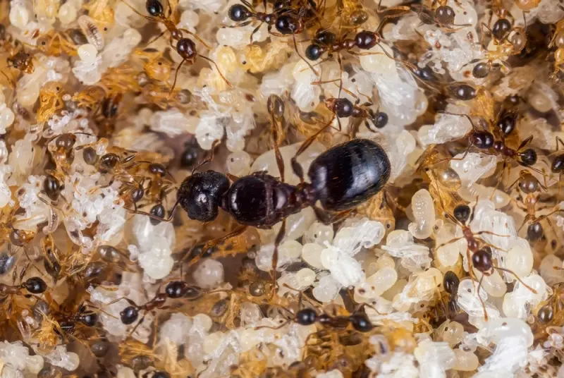 Pheidole megacephala — African big-headed ant — 1 queen and 20–300 workers