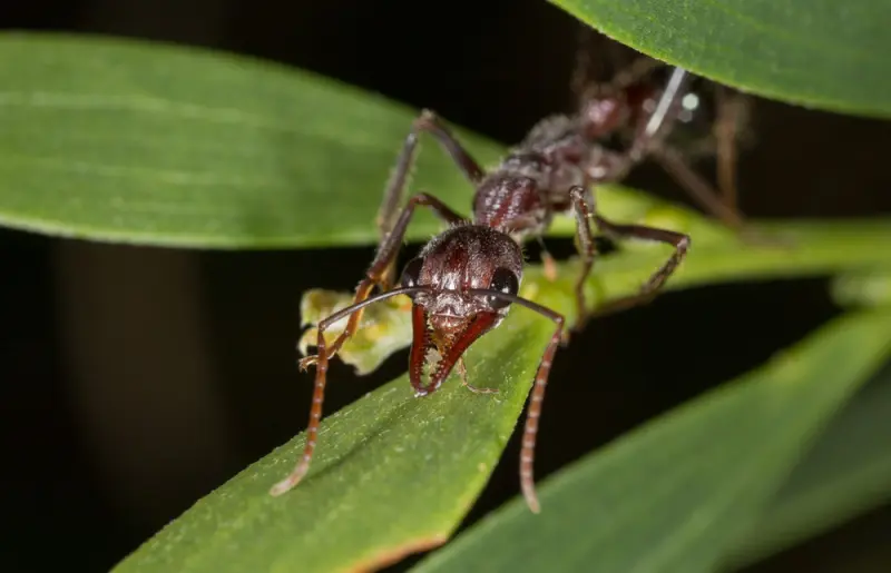 Myrmecia pyriformis — pear-shaped bulldog ant