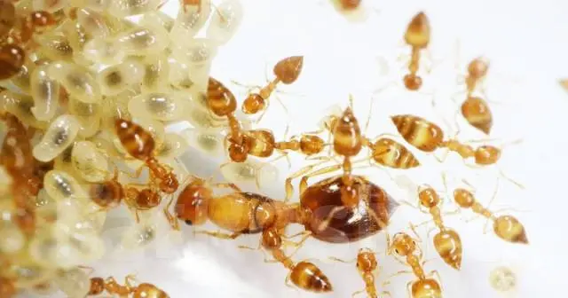 Crematogaster biroi ants — golden acrobat ant — 2 queens and 40–300 workers