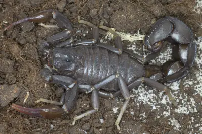 Скорпіон Androctonus gonneti — Стать не визначена, L2–L5