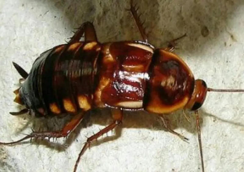 Turkestan cockroaches, 25 pcs