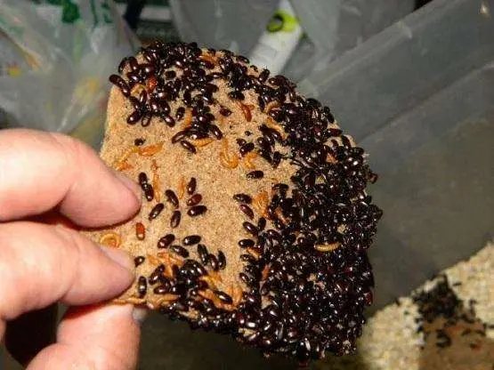 Darkling beetle larvae for ants