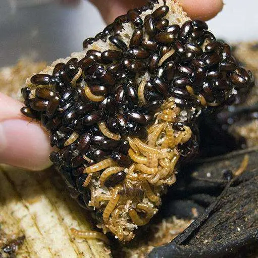 Darkling beetle larvae for ants