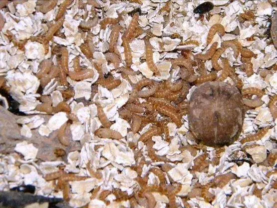Darkling beetle larvae for ants