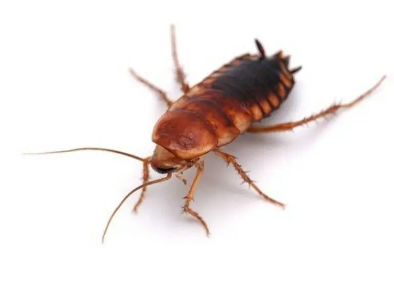 Turkestan cockroaches, 25 pcs