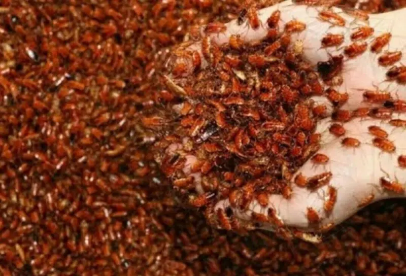 Turkestan cockroaches, 25 pcs