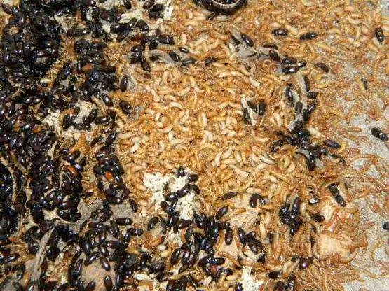 Darkling beetle larvae for ants