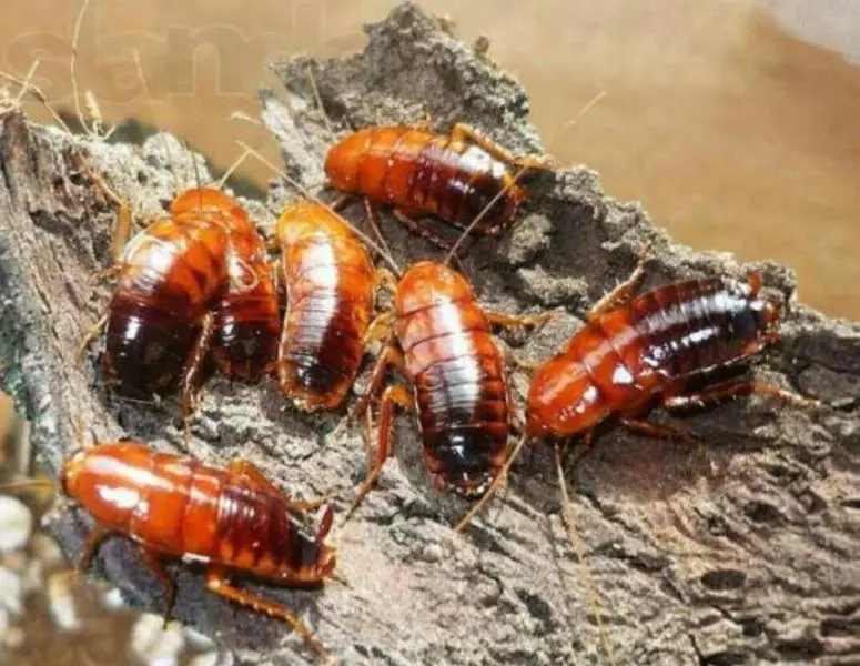 Turkestan cockroaches, 25 pcs