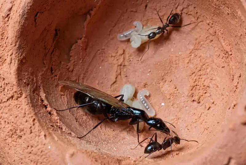 Camponotus guangxi — стройный муравей-древоточец из Китая