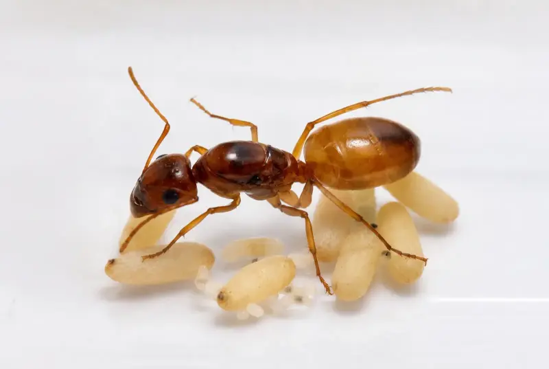 Camponotus baldaccii — турецкий муравей-древоточец — 1 королева с расплодом