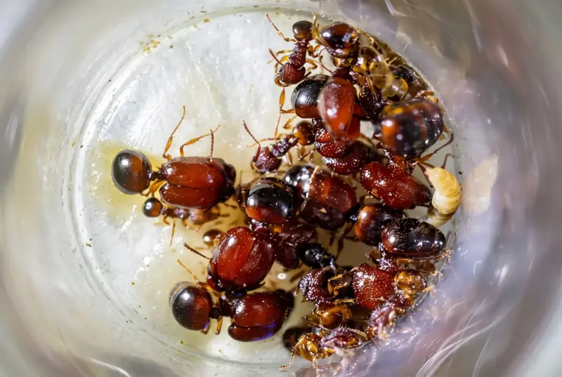 Acanthomyrmex glabfemoralis — колония муравьёв-гномов — 2 матки и 15–40 рабочих