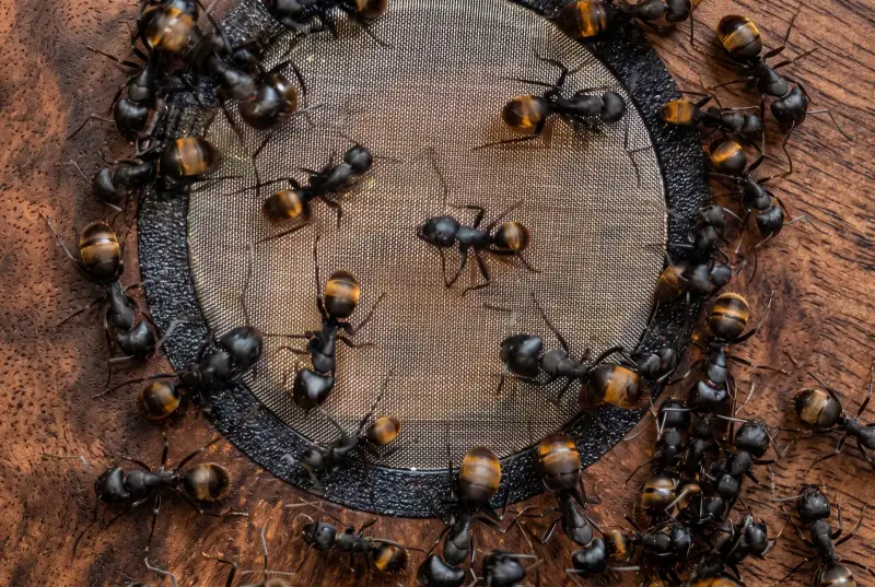 Camponotus tonkinus — Тонкинский древоточец — 1 королева