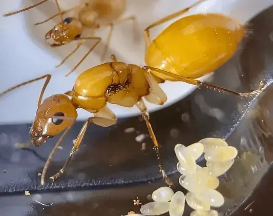 Camponotus turkestanus — туркменский земляной муравей — 2 матки и 2–10 рабочих