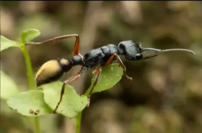 Myrmecia fulvipes — золотистий мураха-бульдог
