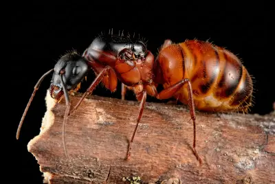 Camponotus vicinus — американська земляна мураха-деревоточець — 1 матка та 3–10 робочих особин