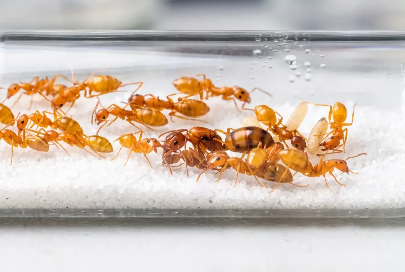 Camponotus politae — ярко-жёлтый древесный кампонотус — 1 Королева и 3-10 рабочих