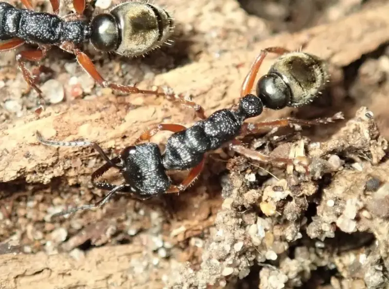 Myrmecia fulvipes — золотистый муравей-бульдог