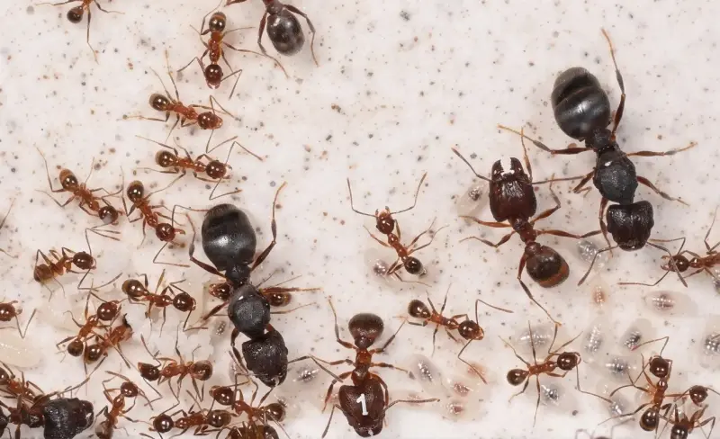 Муравьи Pheidole noda — колония с матками и рабочими — 1 матка и 20–300 рабочих