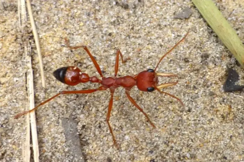 Myrmecia gulosa — красный муравей-бульдог