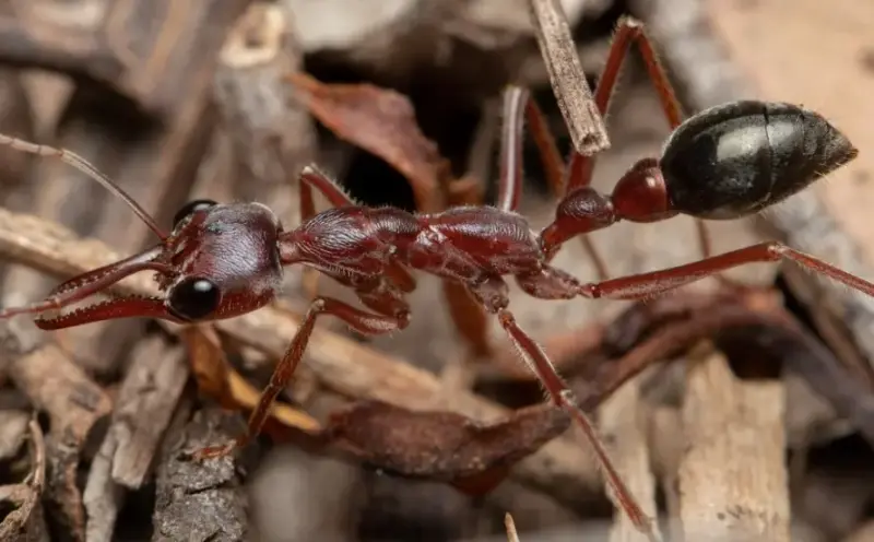Myrmecia brevinoda — гигантский австралийский муравей-бульдог