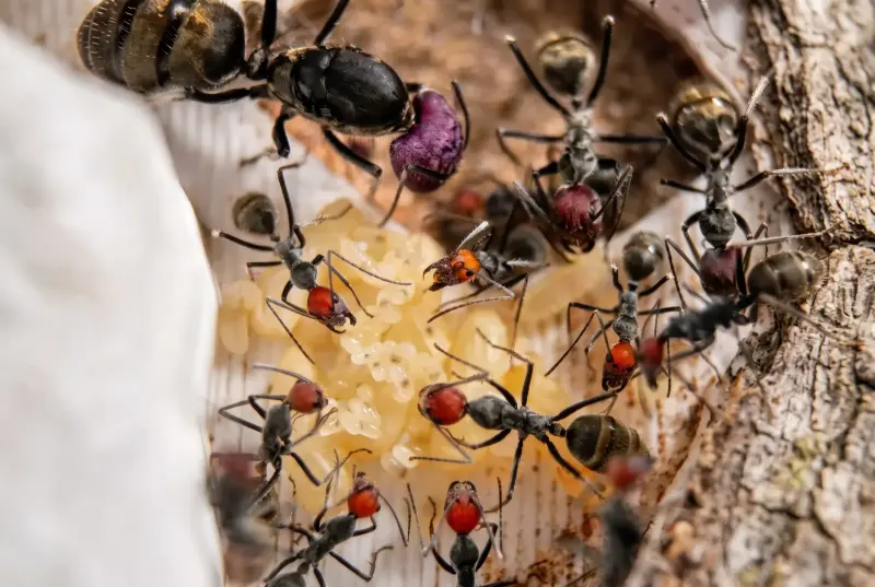 Camponotus singularis — красноголовый азиатский муравей-древоточец — 1 матка и 3–10 рабочих