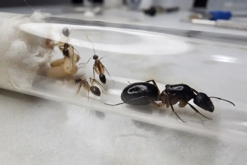Camponotus pudorosus — красный пустынный муравей-древоточец — 1 матка с расплодом