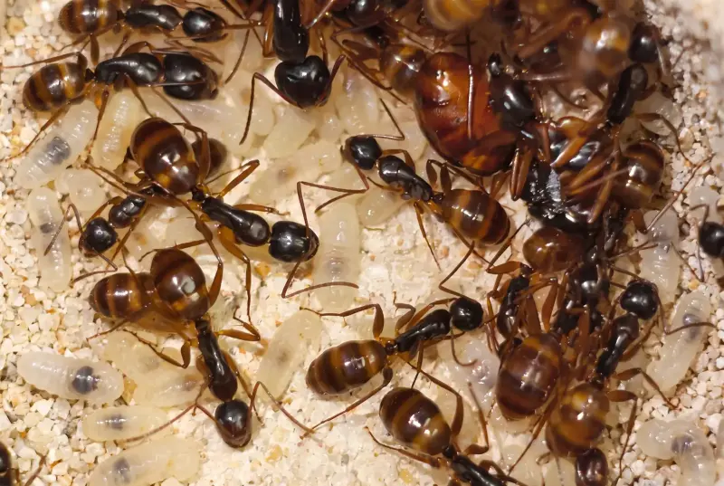 Camponotus helvus — янтарный муравей-древоточец — 1 матка с расплодом