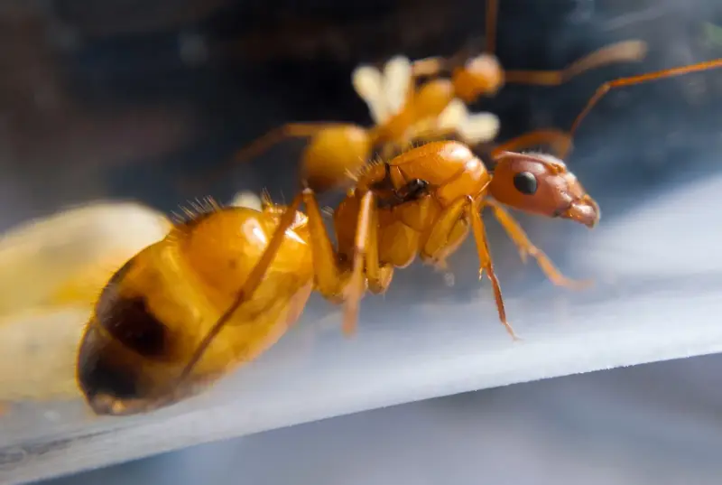 Camponotus baldaccii — турецкий муравей-древоточец — 1 королева с расплодом