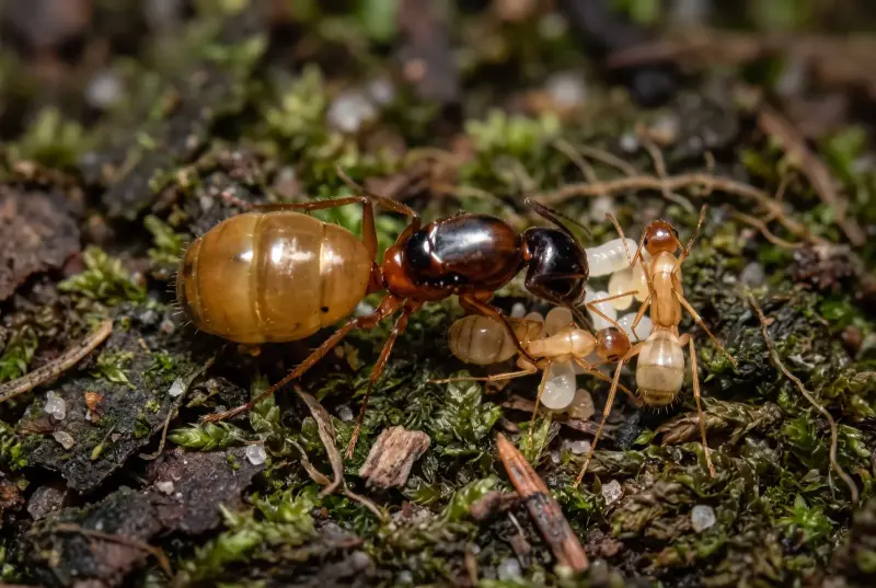 Camponotus ocreatus — оранжевый пустынный муравей-древоточец — 1 матка и 3–10 рабочих