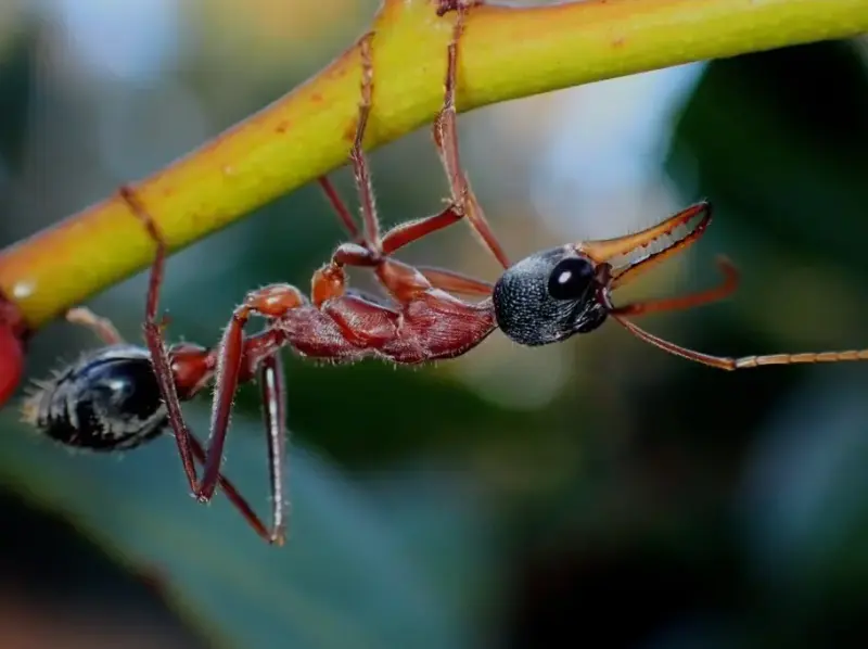 Myrmecia nigriceps — черноголовый муравей-бульдог