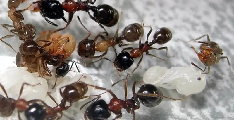 Messor laboriosus — красногрудый муравей-жнец — 1 матка, обычная морфа