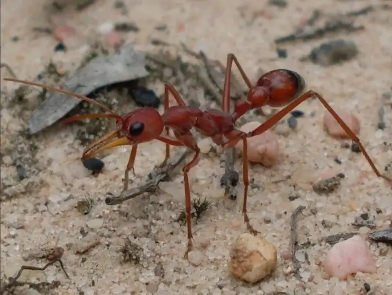 Myrmecia gulosa — красный муравей-бульдог