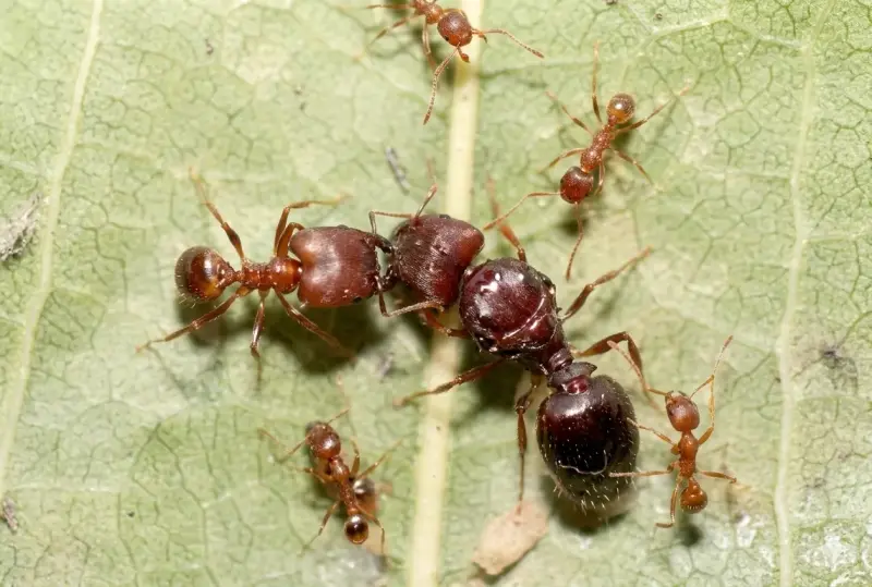 Муравьи Pheidole sulcaticeps