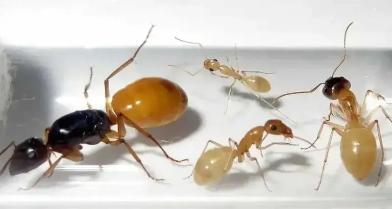 Camponotus fedtschenkoi — золотистый пустынный муравей
