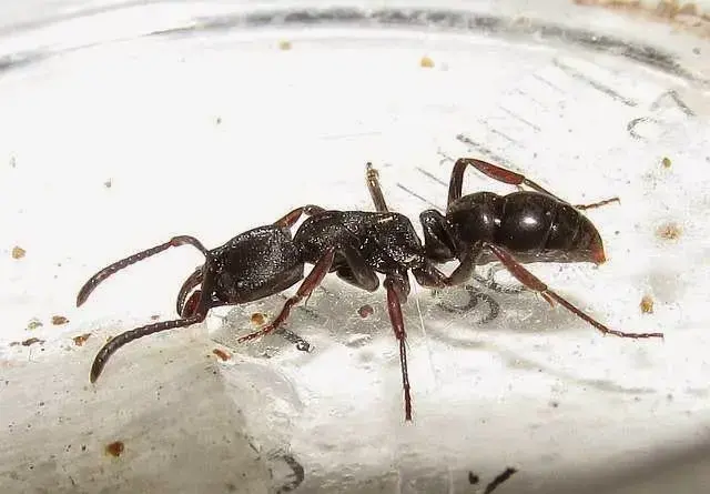 Муравьи Ectomomyrmex astutus — 1 королева