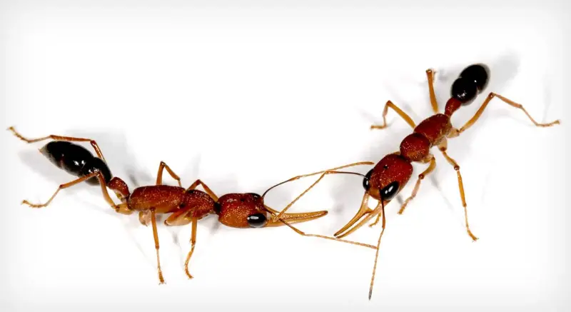 Harpegnathos saltator — индийский прыгающий муравей — 6 особей