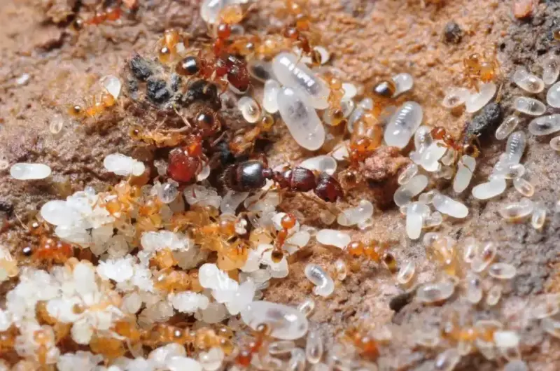 Pheidole pieli — большеголовый муравей Пиели — 1 королева и 20–50 рабочих