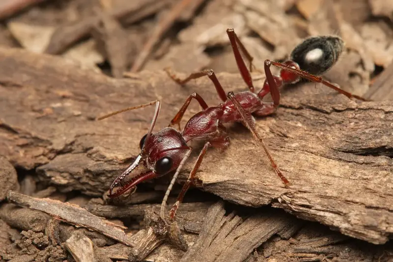 Myrmecia brevinoda — гигантский австралийский муравей-бульдог