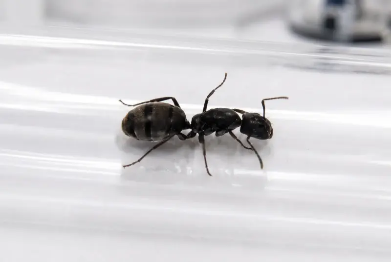 Camponotus cinctellus — африканский золотистый муравей — 1 матка и 3–10 рабочих