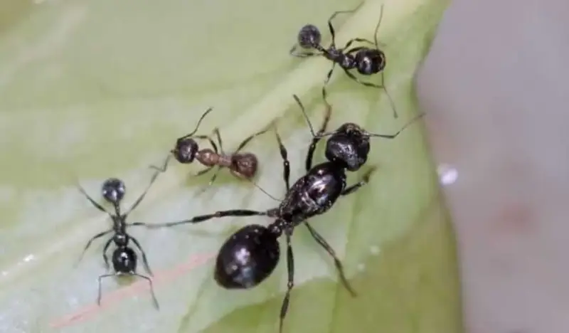 Messor nondentatus — китайский муравей-жнец — 1 королева и 2–10 рабочих