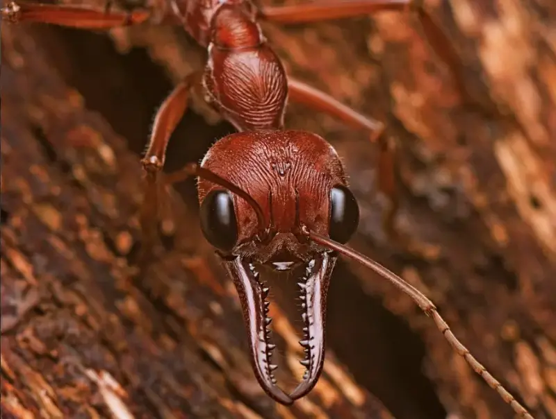 Myrmecia brevinoda — гигантский австралийский муравей-бульдог