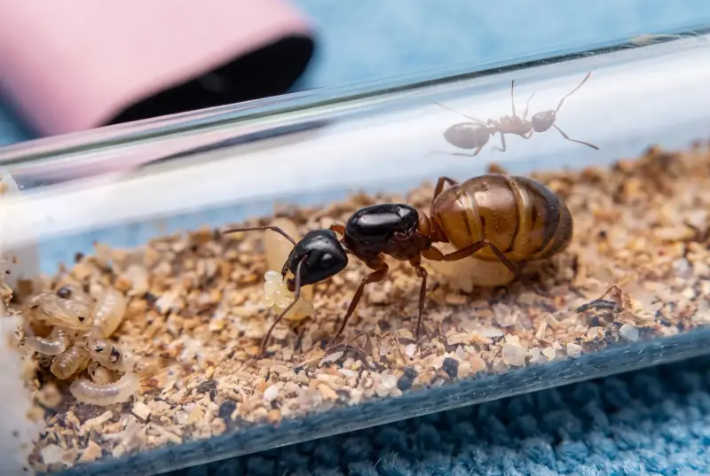 Camponotus vicinus — американский земляной муравей-древоточец — 1 матка с расплодом