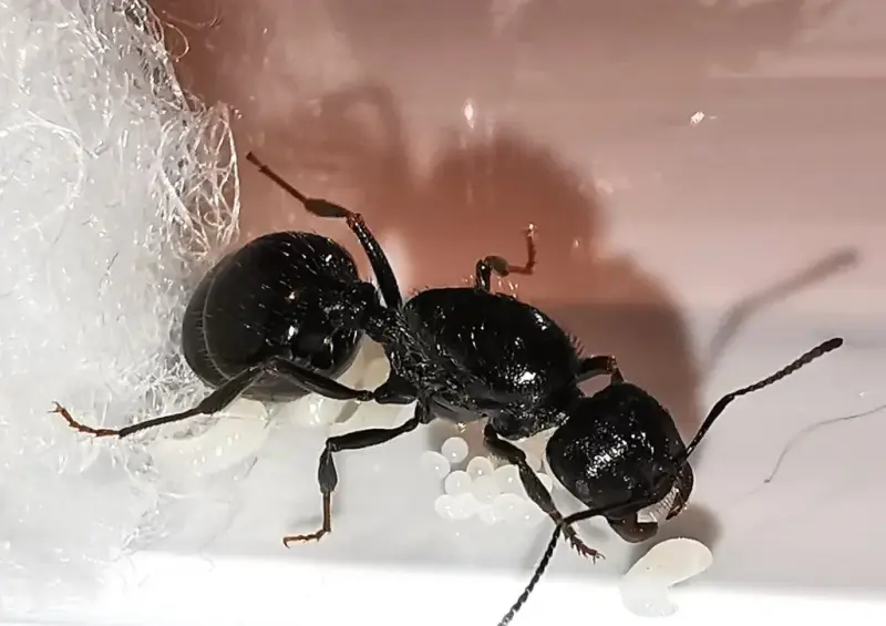 Messor laboriosus — красногрудый муравей-жнец — 1 матка, обычная морфа