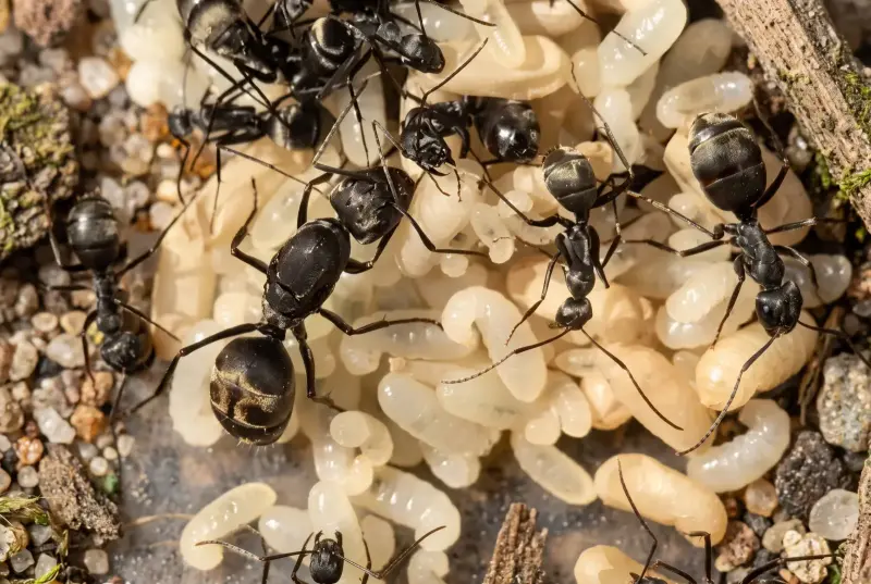 Camponotus dolendus — колония муравьёв-древоточцев — 1 матка с расплодом