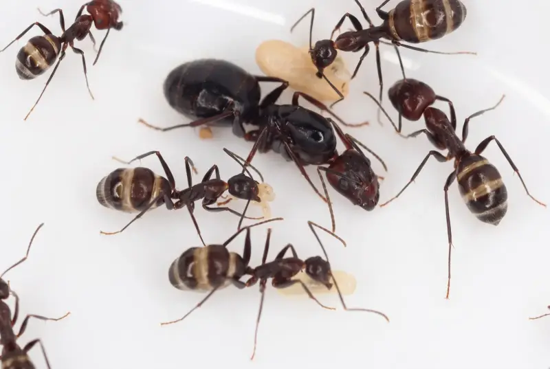 Camponotus jianghuaensis — муравей-древоточец Джанхуа — 1 королева